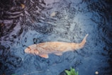 Close-up of healthy fish swimming in a clean pond within an integrated farm.