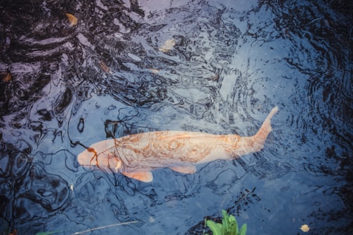 Close-up of healthy fish swimming in a clean pond within an integrated farm.