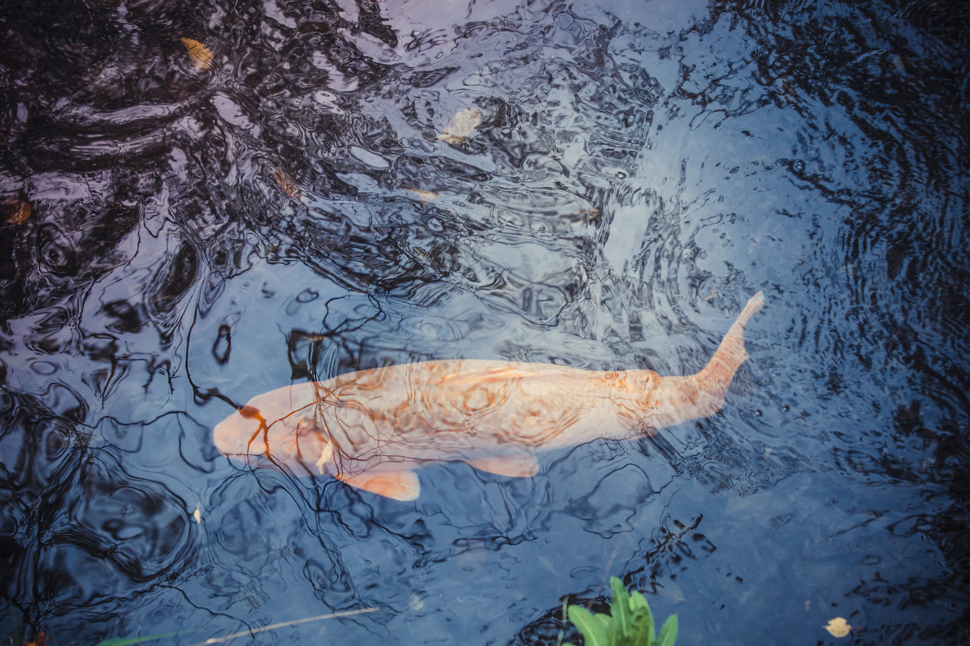 An animated fish swimming gracefully through clear mountain river waters, with subtle ripples reflecting the sunlight.