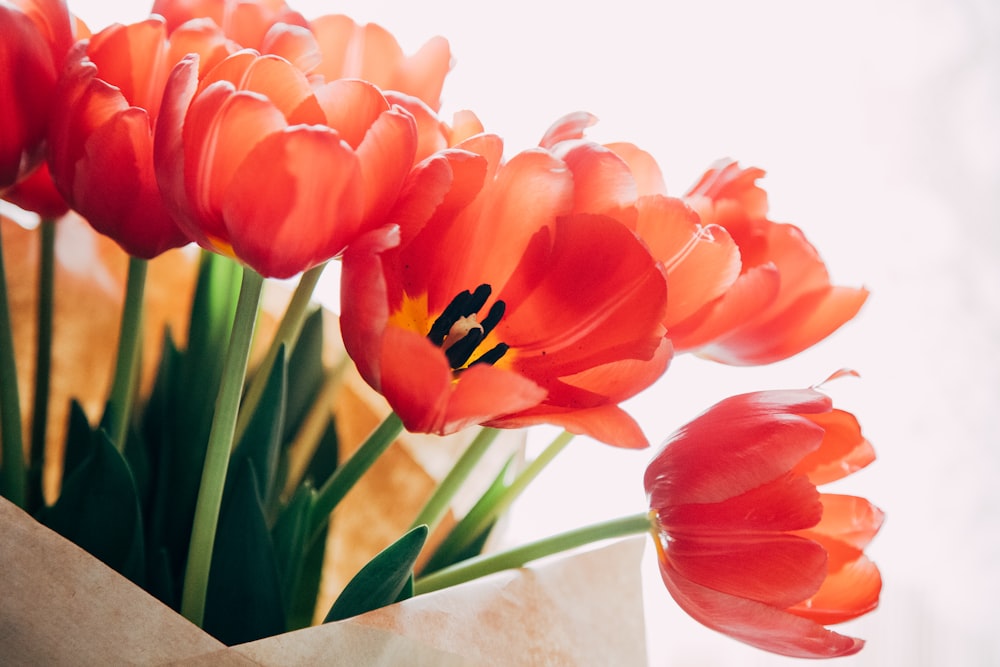 red and yellow tulips in white vase