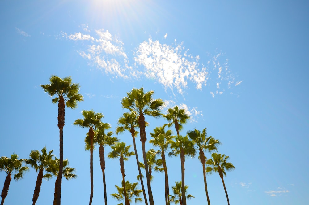 green palm trees under blue sky during daytime