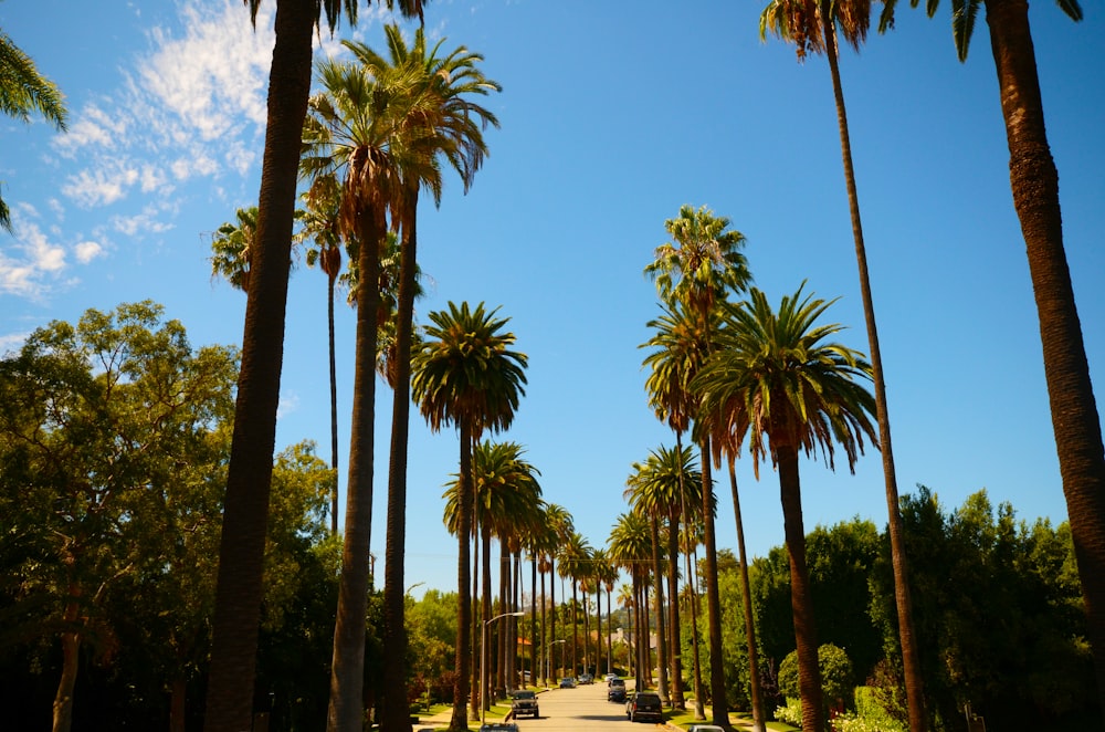 green palm trees during daytime