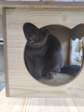 A gray cat with yellow eyes is comfortably sitting inside a wooden box with a cat-shaped cutout. The texture of the wood is light and smooth, and the cat appears to be peering out with curiosity.