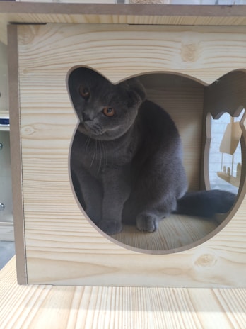 A gray cat with yellow eyes is comfortably sitting inside a wooden box with a cat-shaped cutout. The texture of the wood is light and smooth, and the cat appears to be peering out with curiosity.
