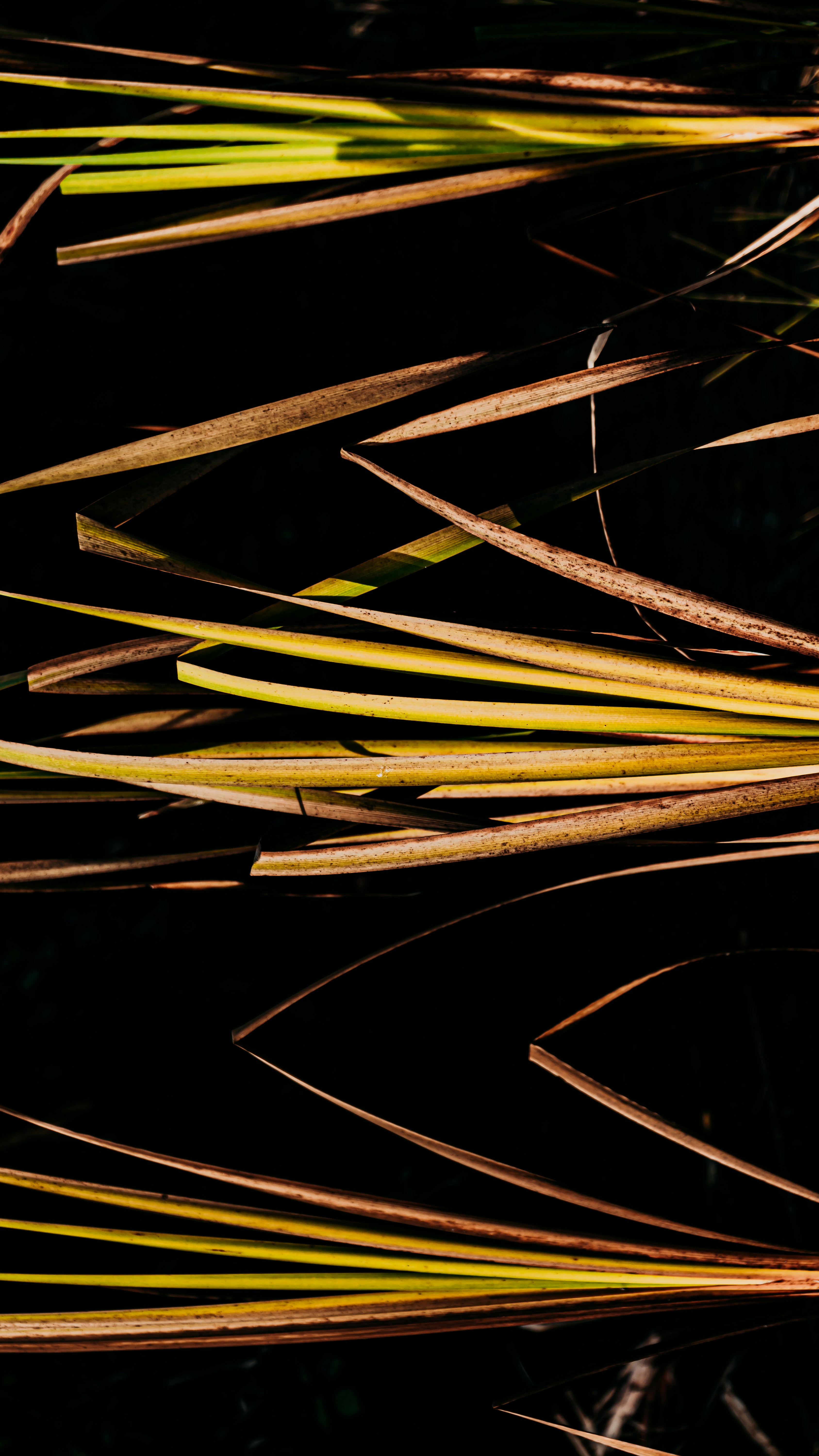 茶色と緑の抽象的なイラストの写真 Unsplashで見つけるアウグスブルクの無料写真