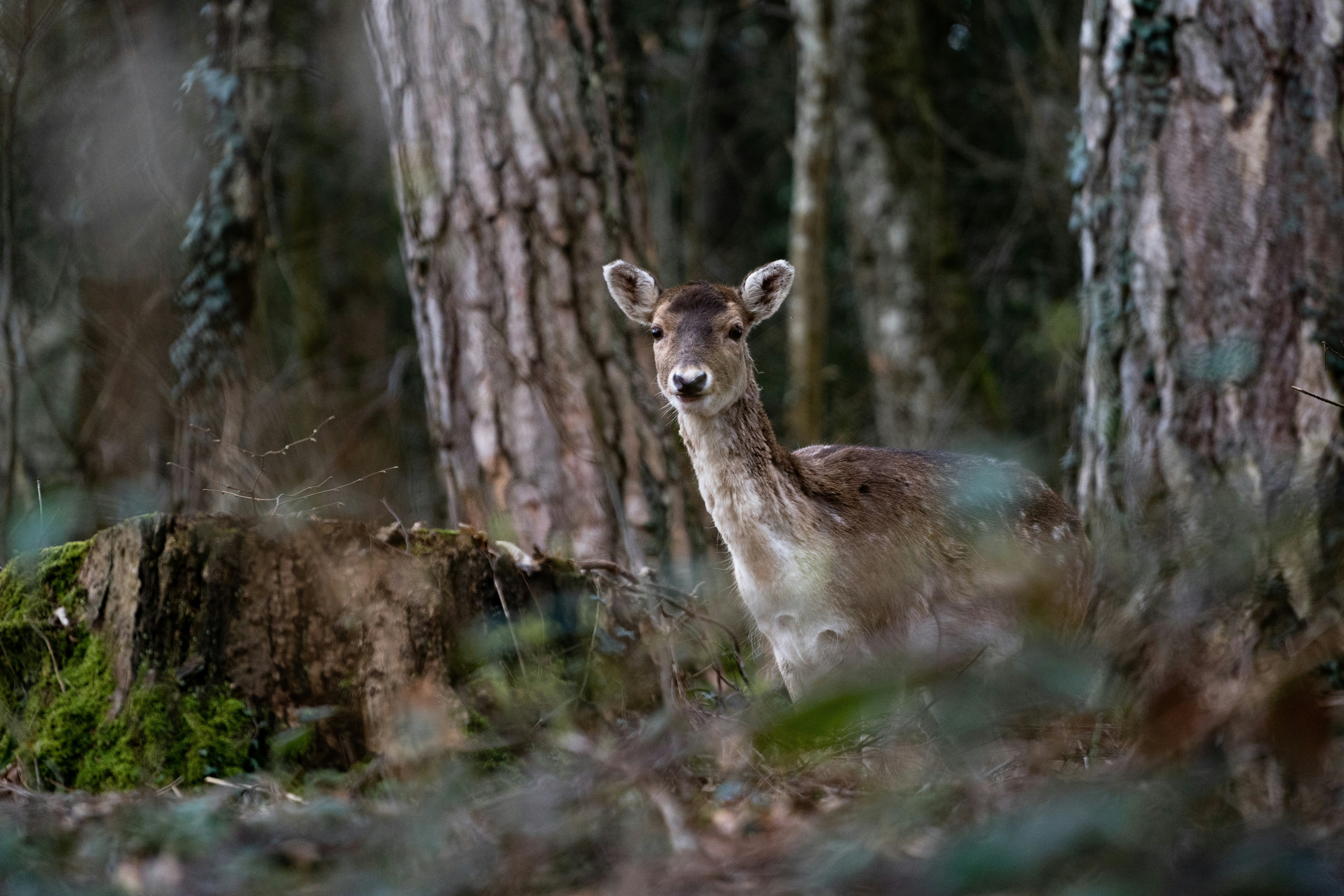 Photo by arnaudbouchard