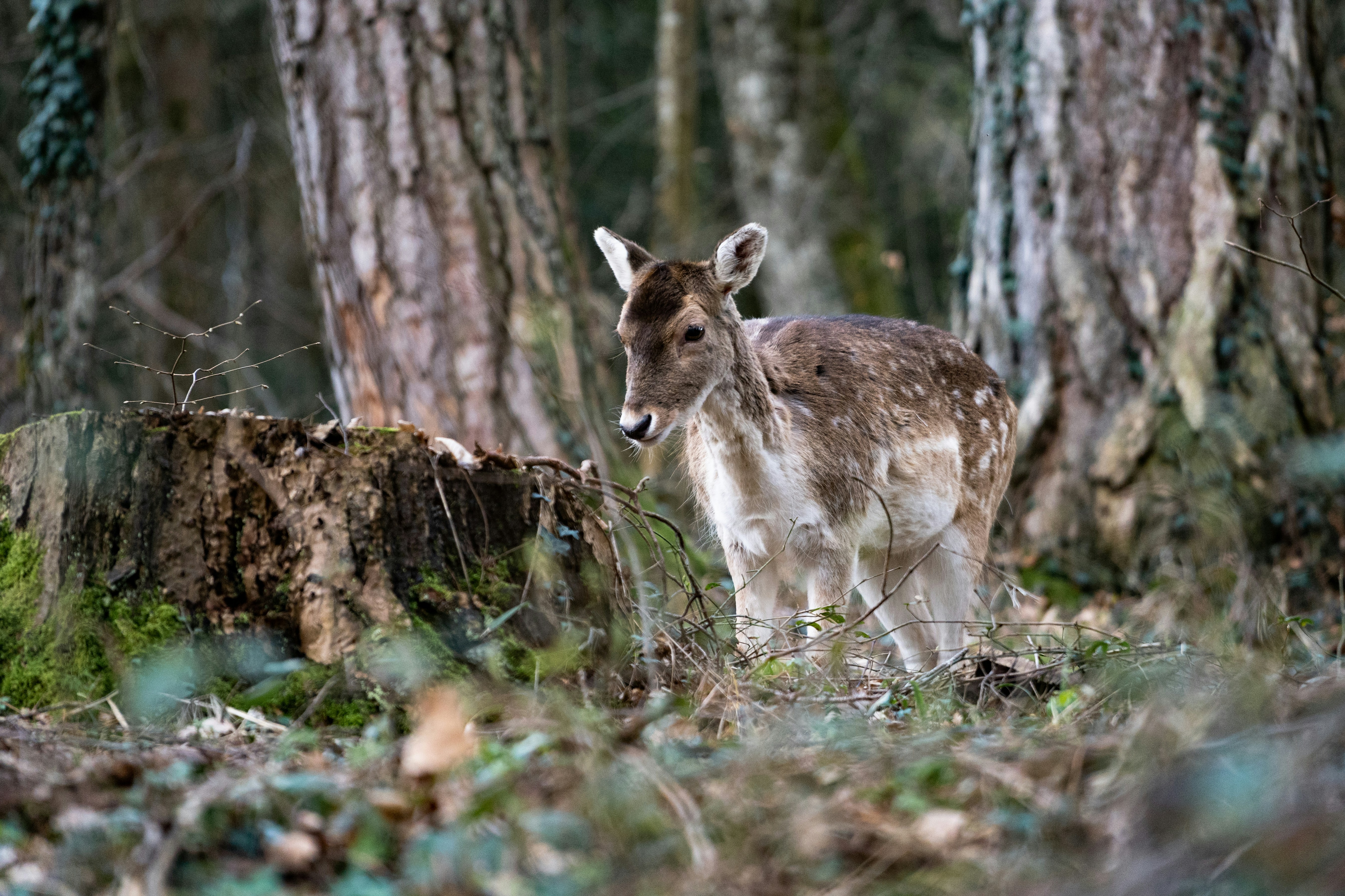 Photo by arnaudbouchard