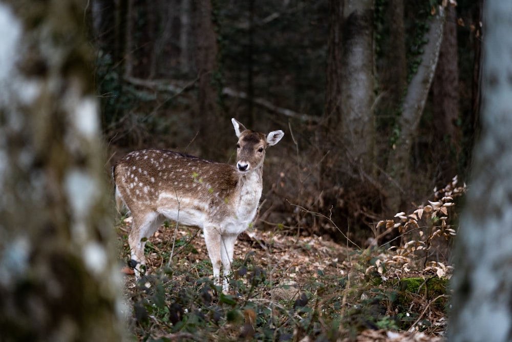 brown deer standing on brown grass field during daytime