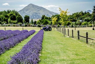Rows of vibrant purple lavender stretch across a manicured green field with a vintage tractor parked beside them. A lush mountain landscape looms in the background under a partly cloudy sky. A fence lined with young trees separates the lavender field from an open grassy area.