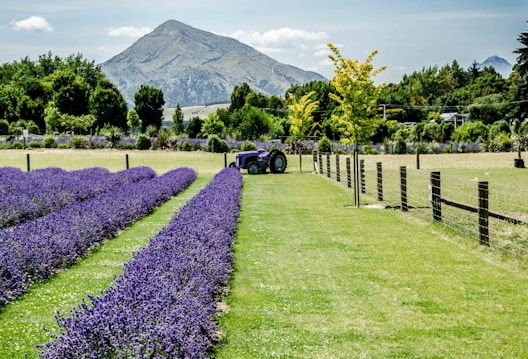 Rows of vibrant purple lavender stretch across a manicured green field with a vintage tractor parked beside them. A lush mountain landscape looms in the background under a partly cloudy sky. A fence lined with young trees separates the lavender field from an open grassy area.