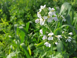 Clusters of vibrant clove buds hanging on green branches in a sunlit garden.