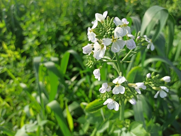 Clusters of vibrant clove buds hanging on green branches in a sunlit garden.