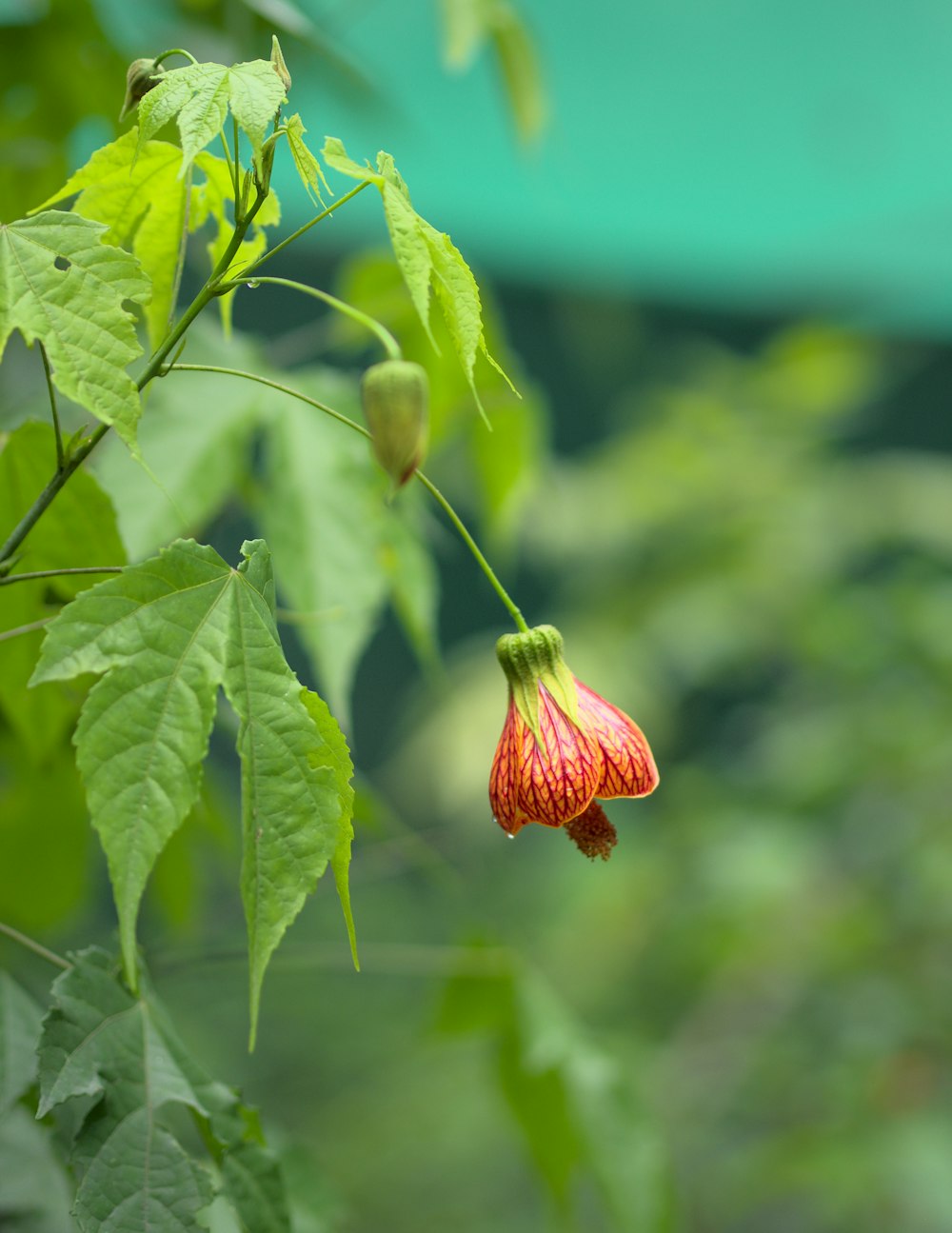 rote Blüte auf grünen Blättern tagsüber