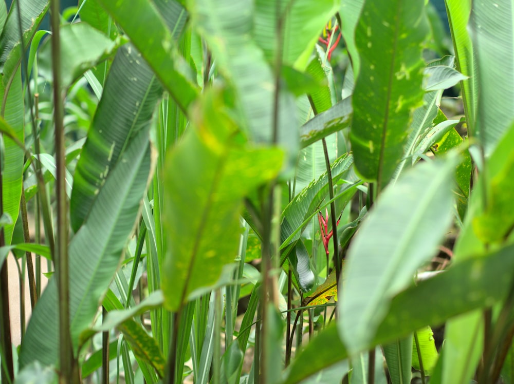 grüner Bananenbaum tagsüber