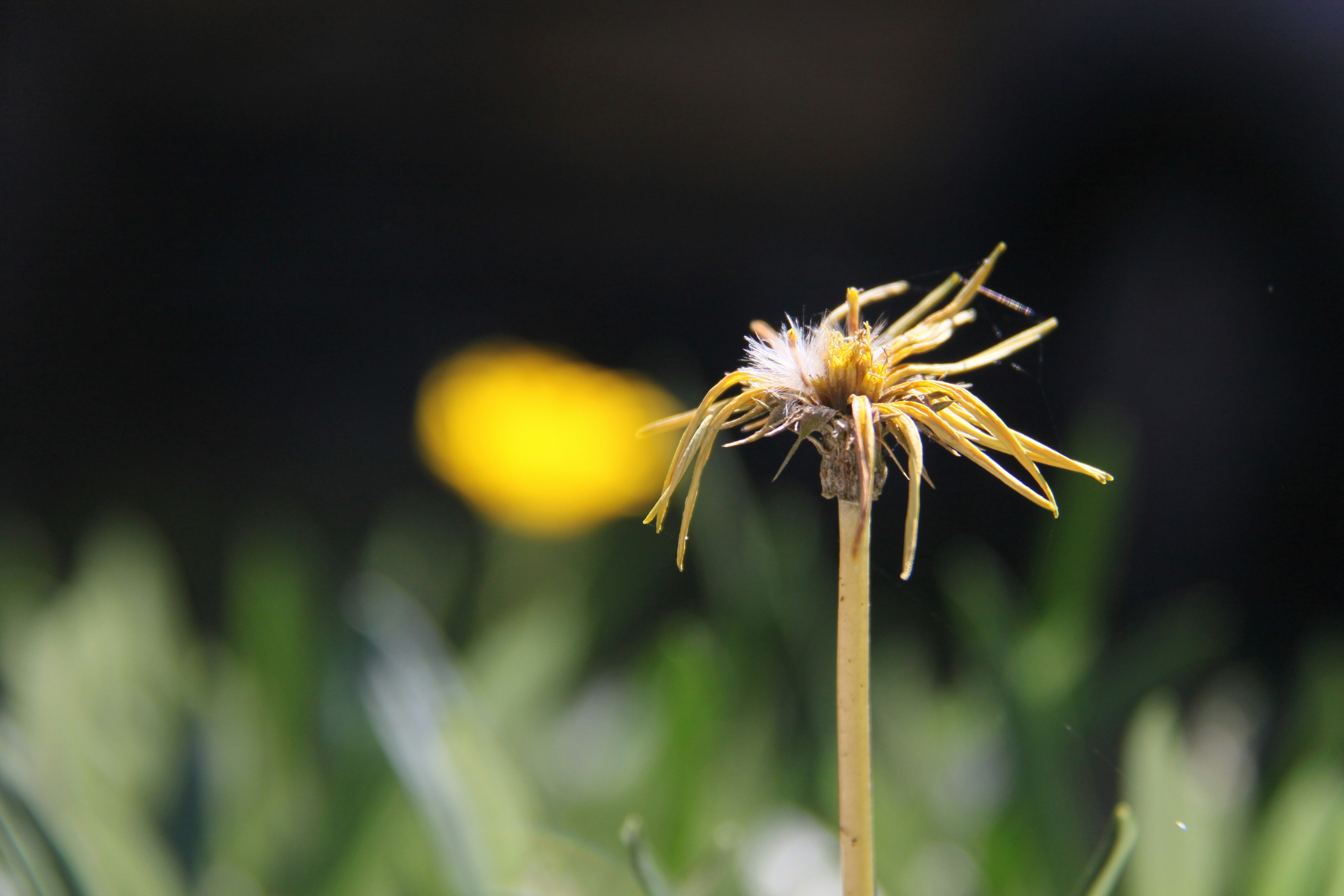 a close up of a flower with a blurry background
