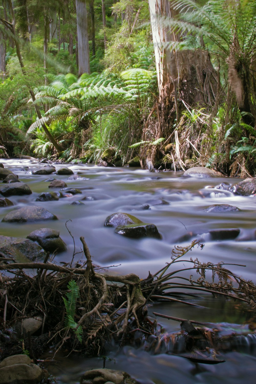 green moss on river during daytime