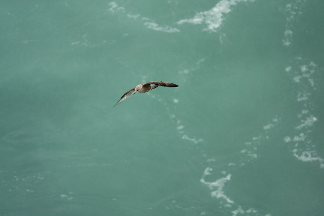 black bird flying over the water