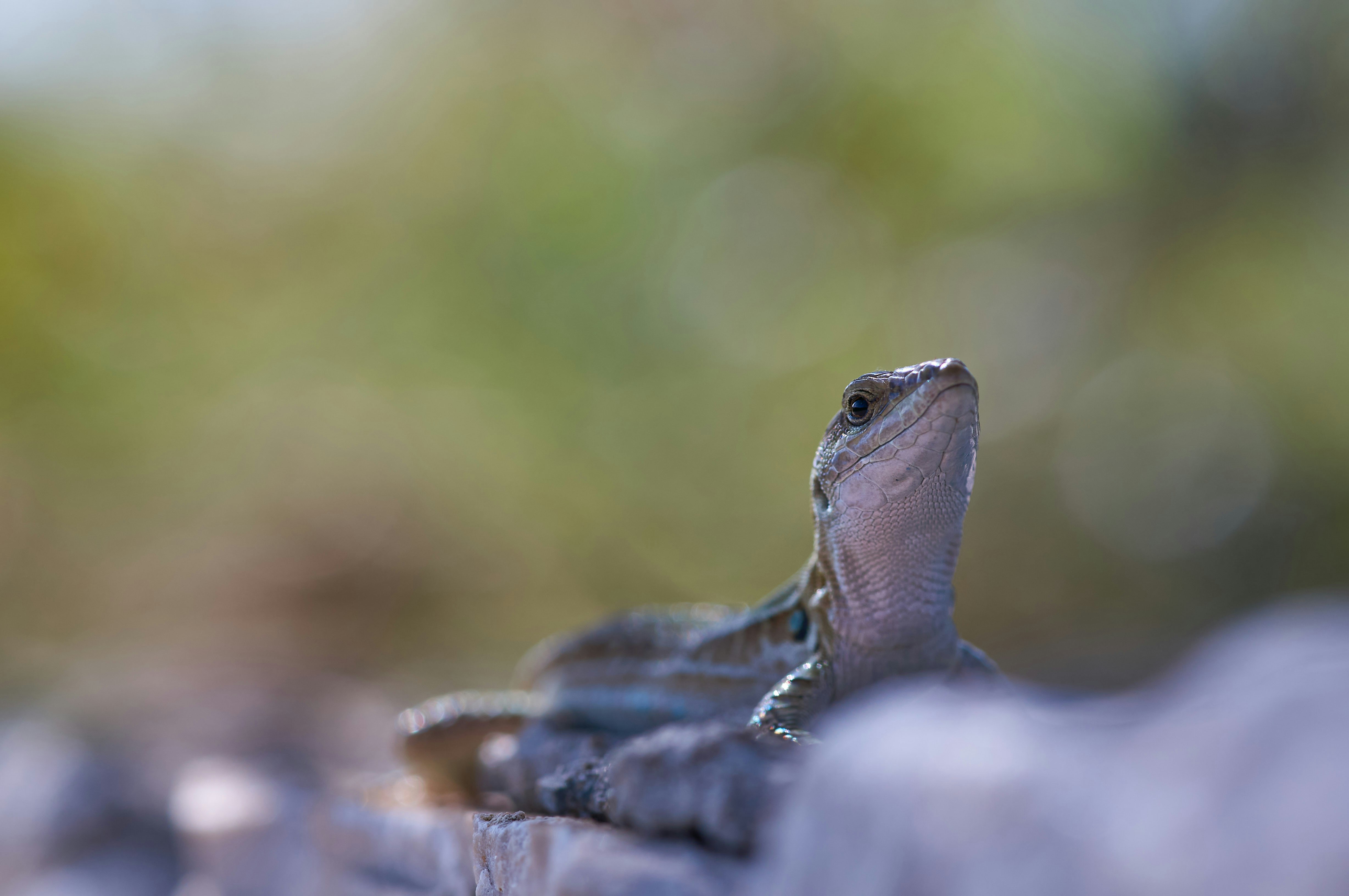 brown and black lizard on brown rock