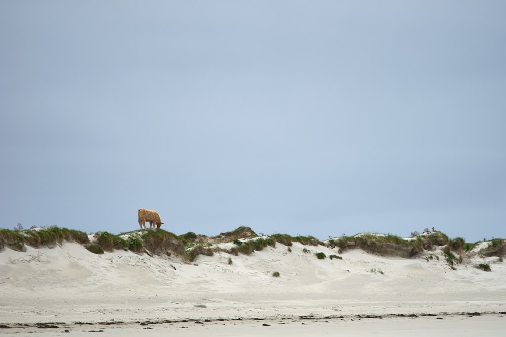 brown rock formation on white sand during daytime