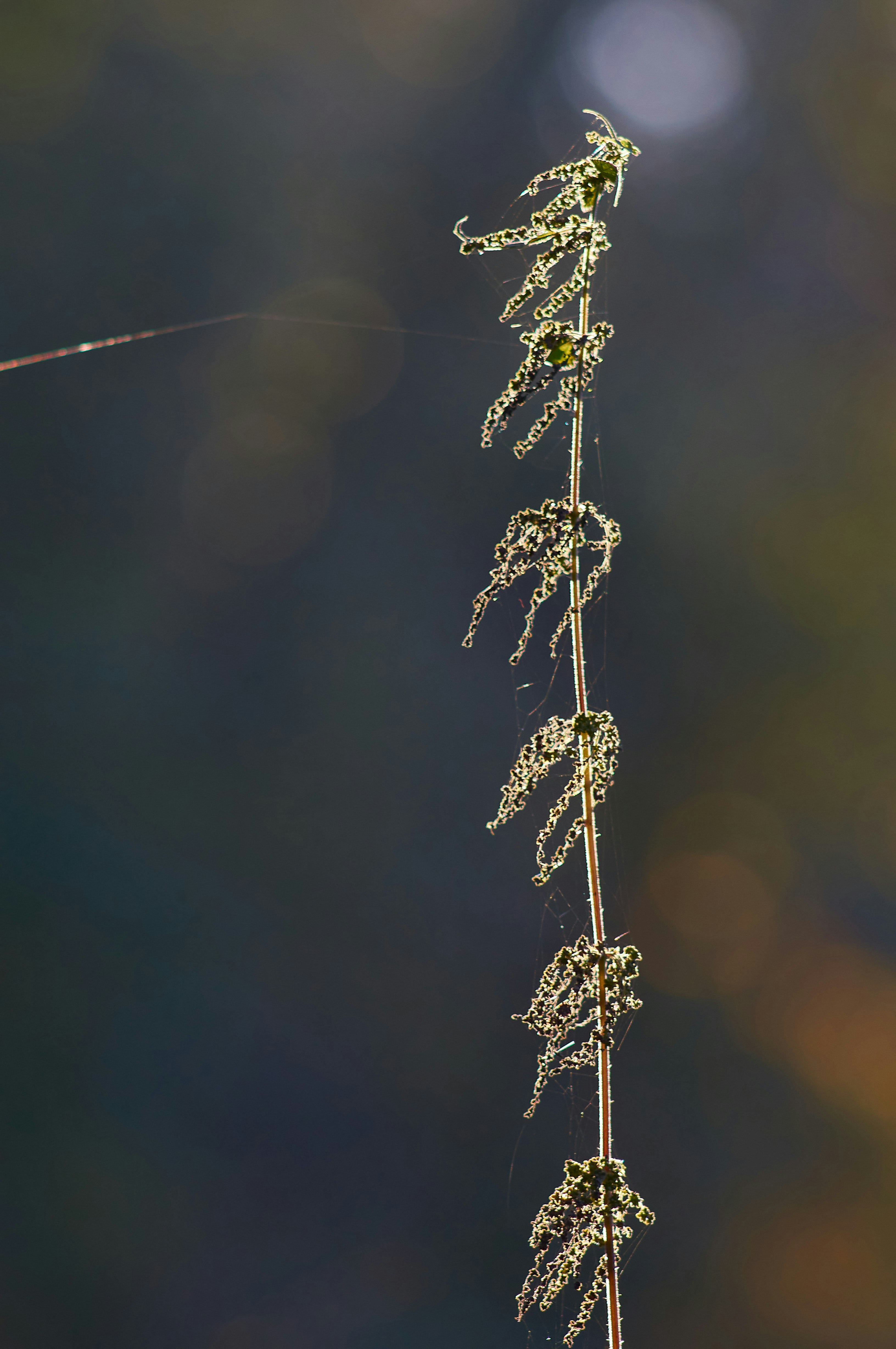 Photo by wolfgang_hasselmann