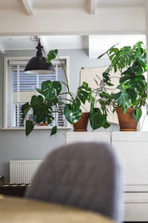 green plant on brown clay pot