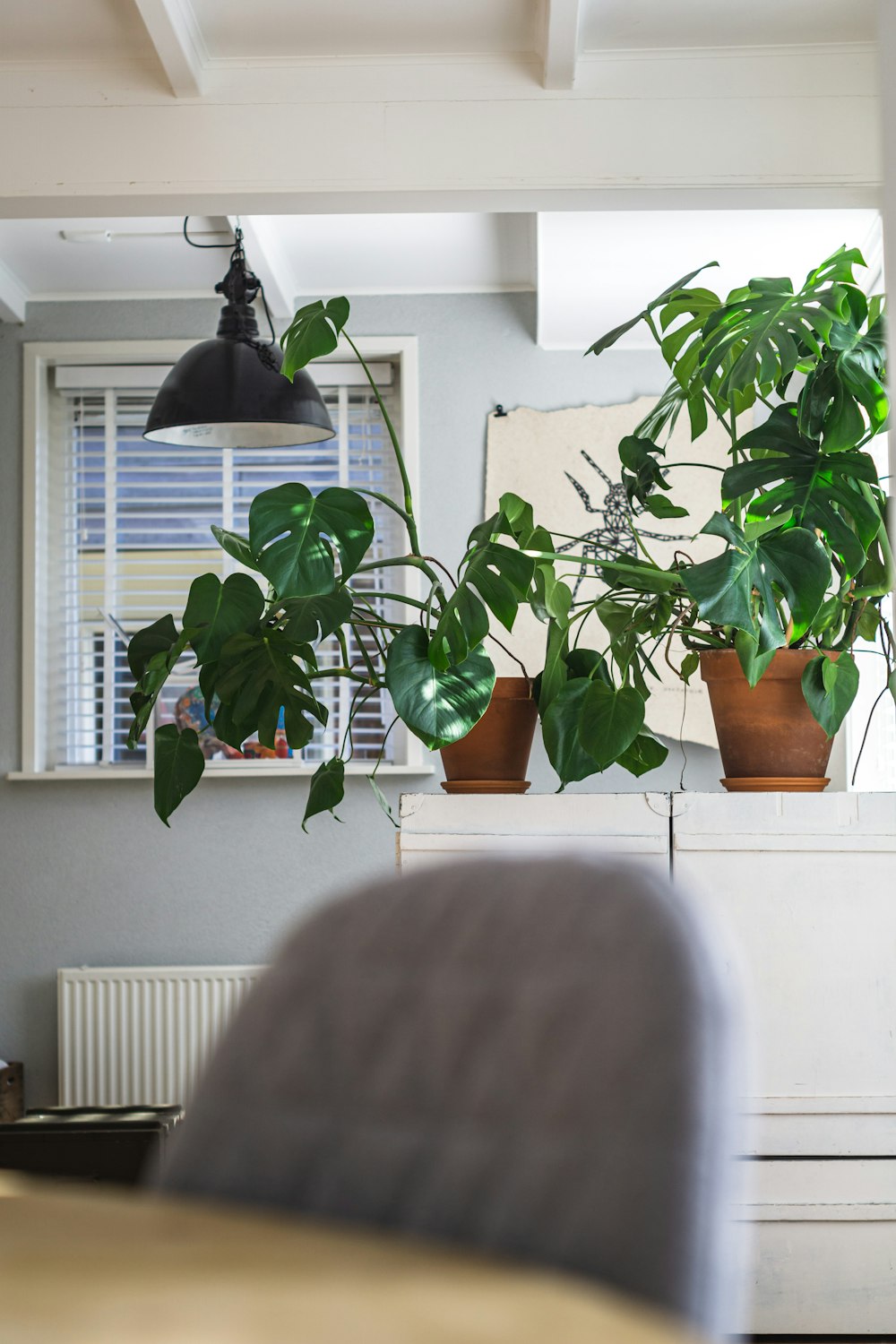 green plant on brown clay pot