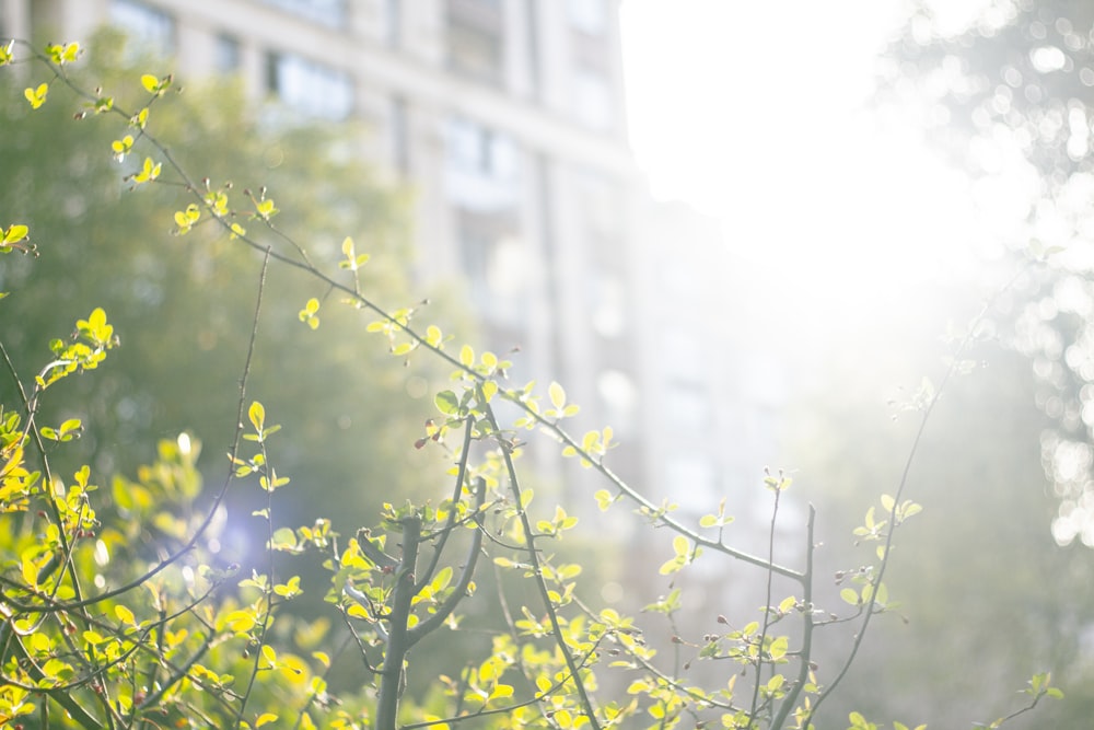 fleurs jaunes avec des feuilles vertes pendant la journée