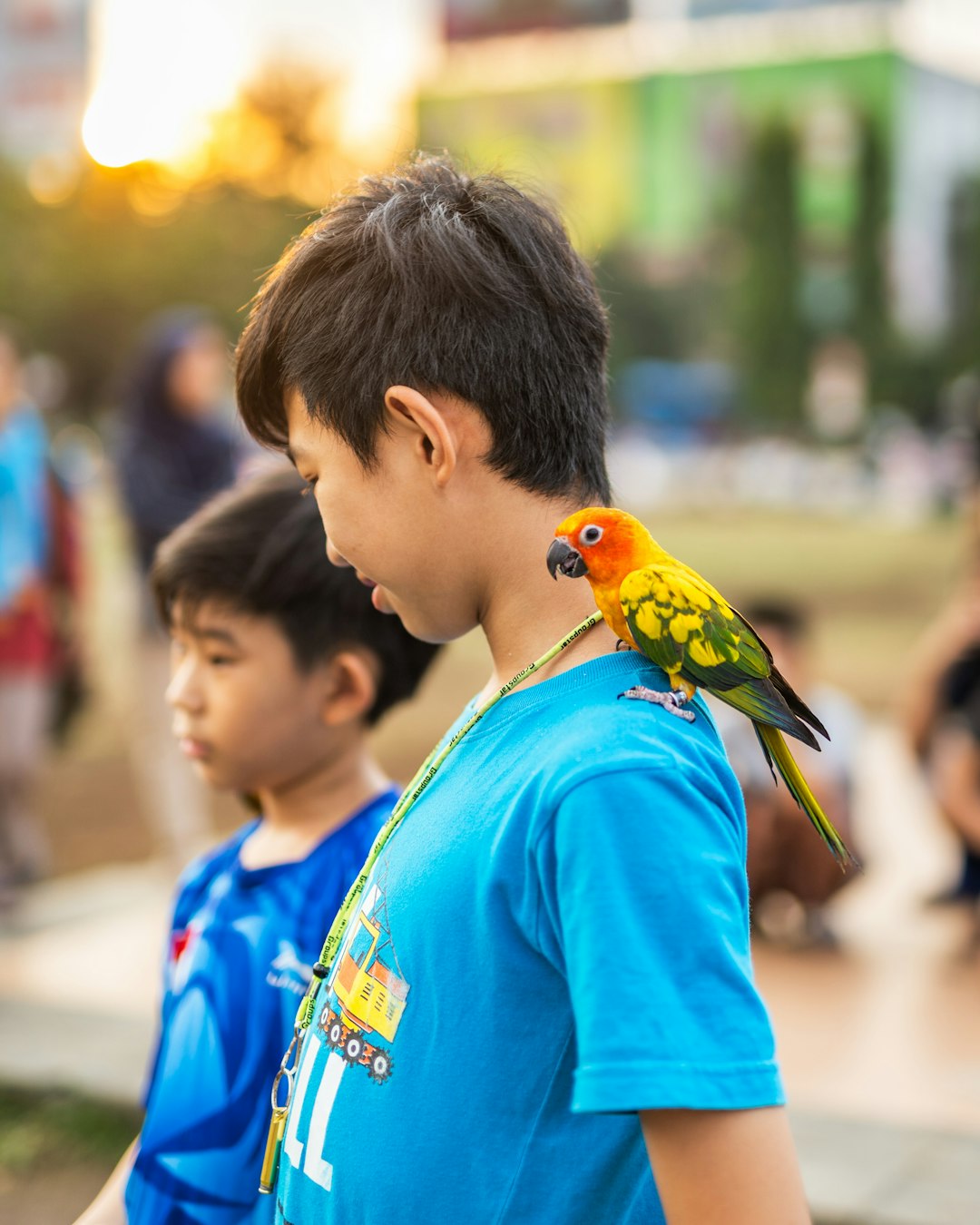 boy in blue shirt holding yellow green and blue bird