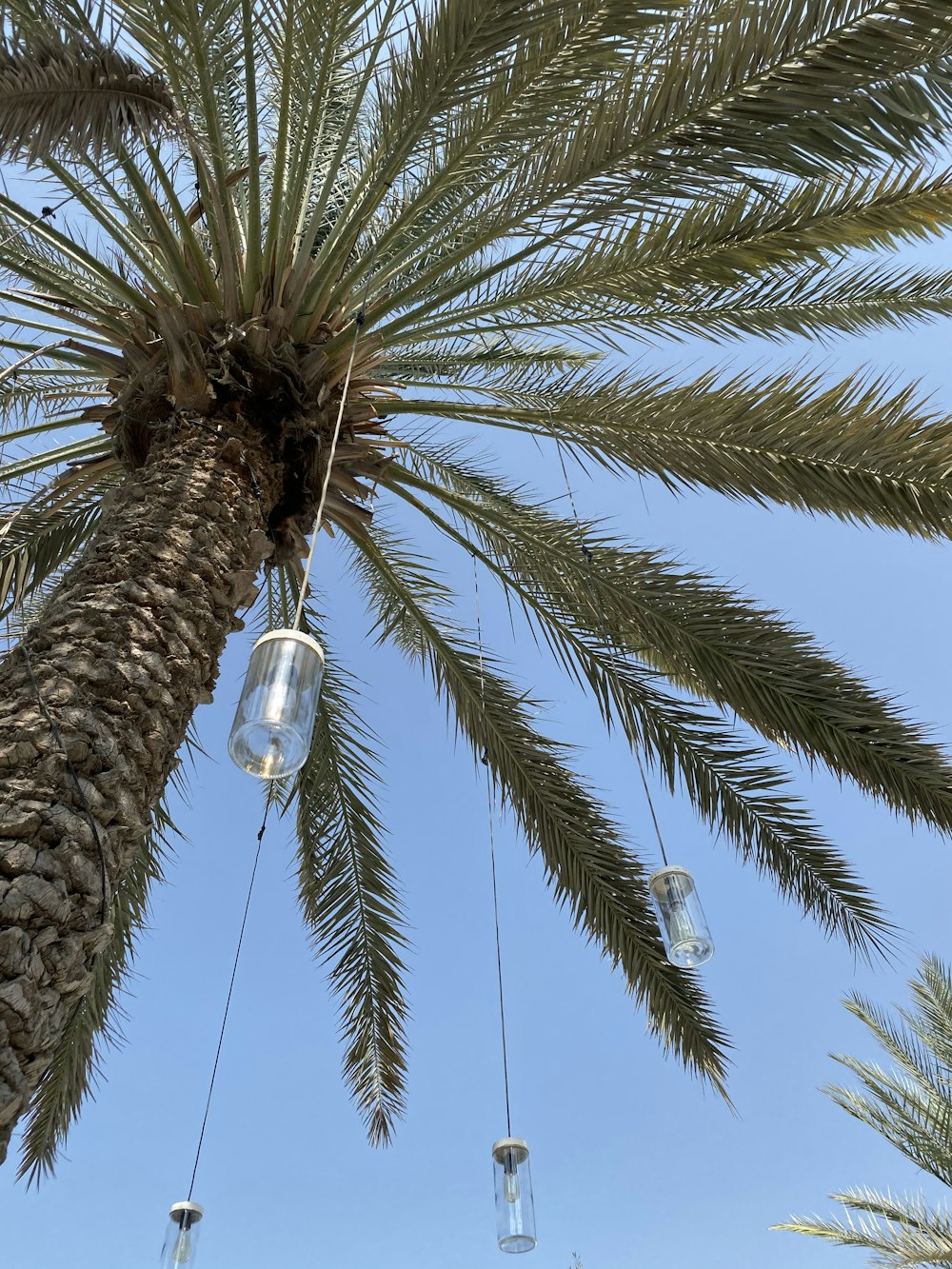 low angle photography of palm tree during daytime