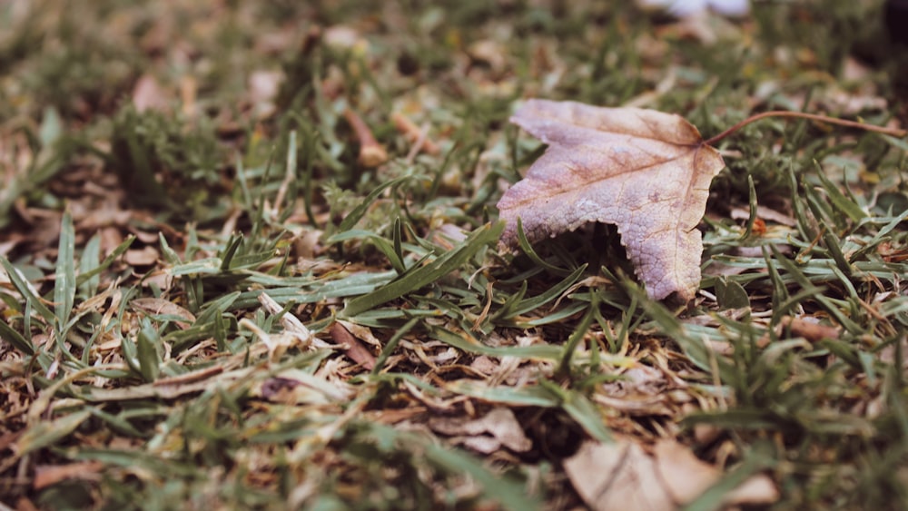 brown leaf on green grass during daytime