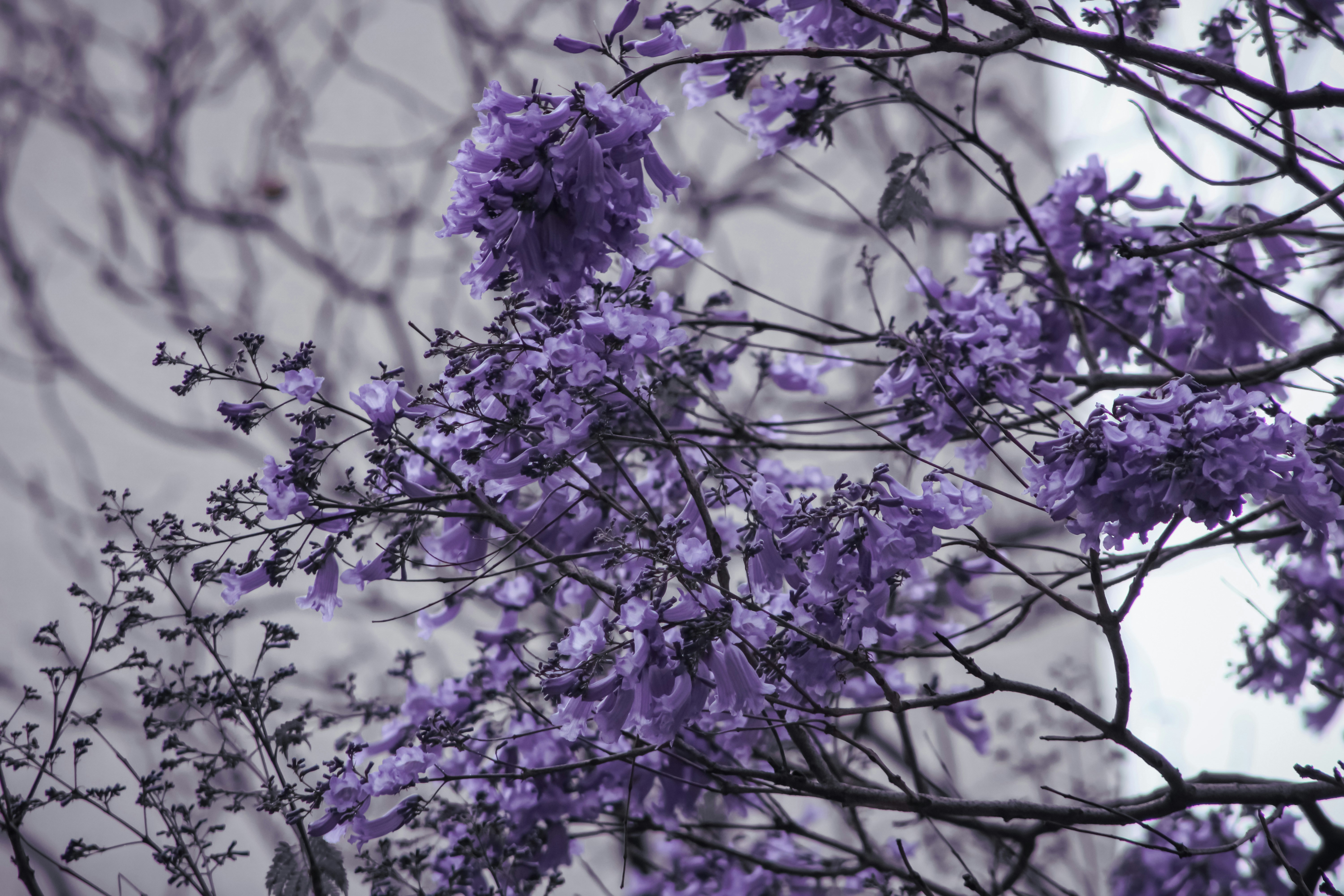 Planta verde en fotografía de primer plano