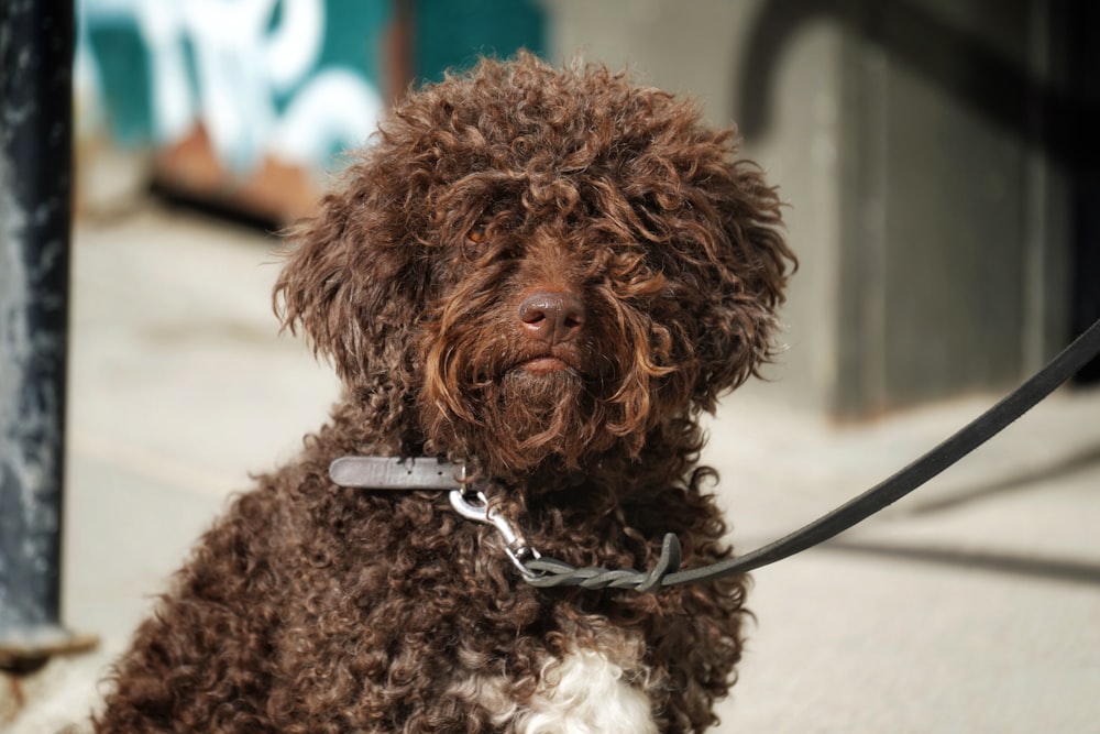 brown curly coated small dog