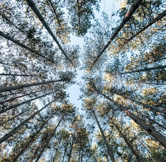 low angle photography of trees during daytime