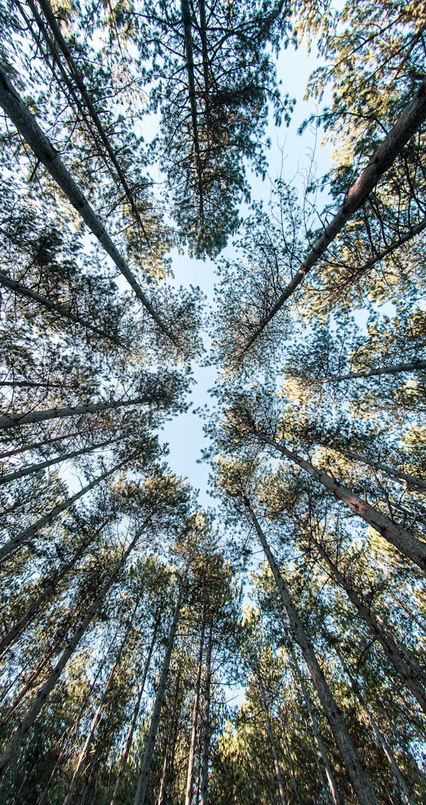 low angle photography of trees during daytime