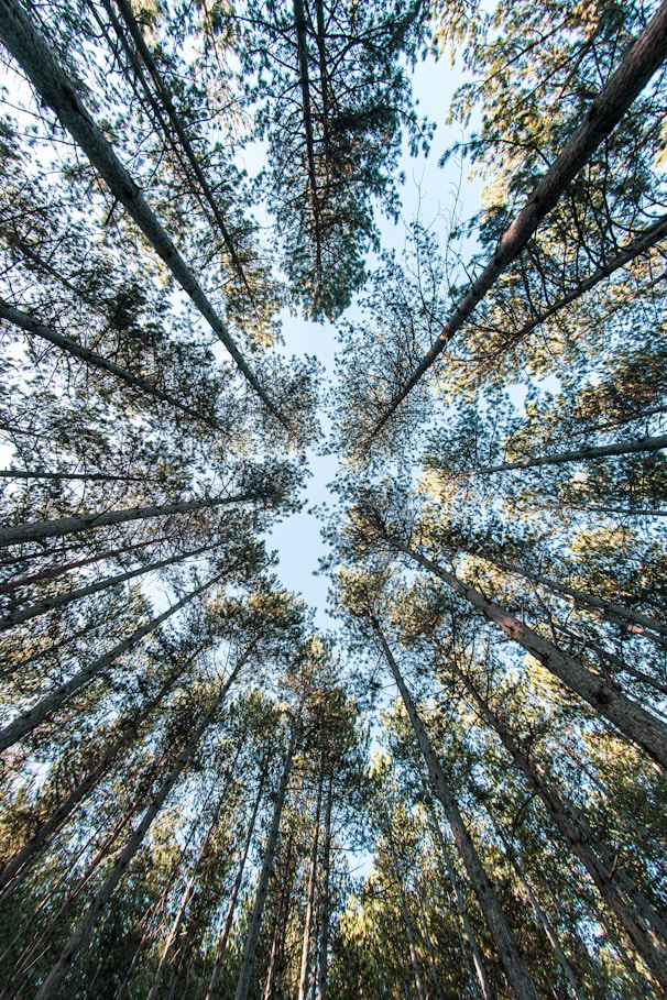 low angle photography of trees during daytime