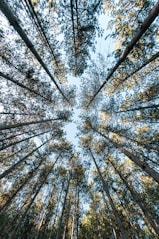 low angle photography of trees during daytime