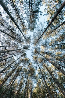 low angle photography of trees during daytime