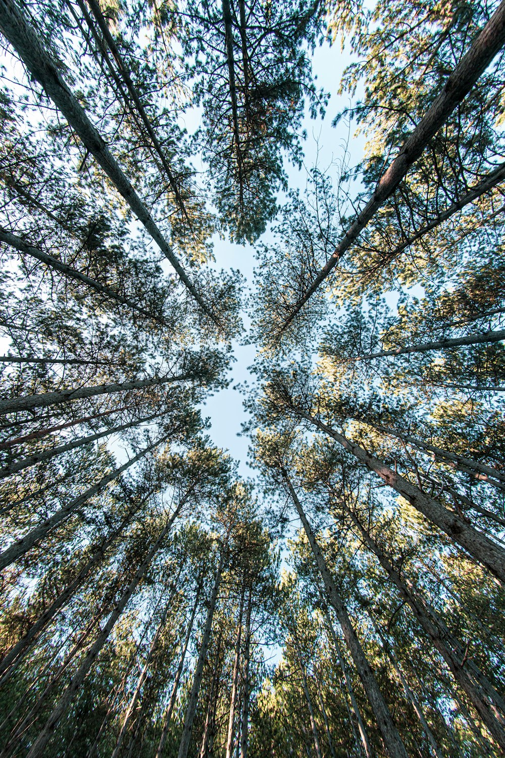 Fotografía de ángulo bajo de árboles durante el día