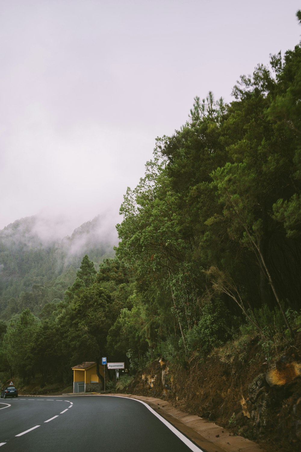 green trees on mountain during foggy day