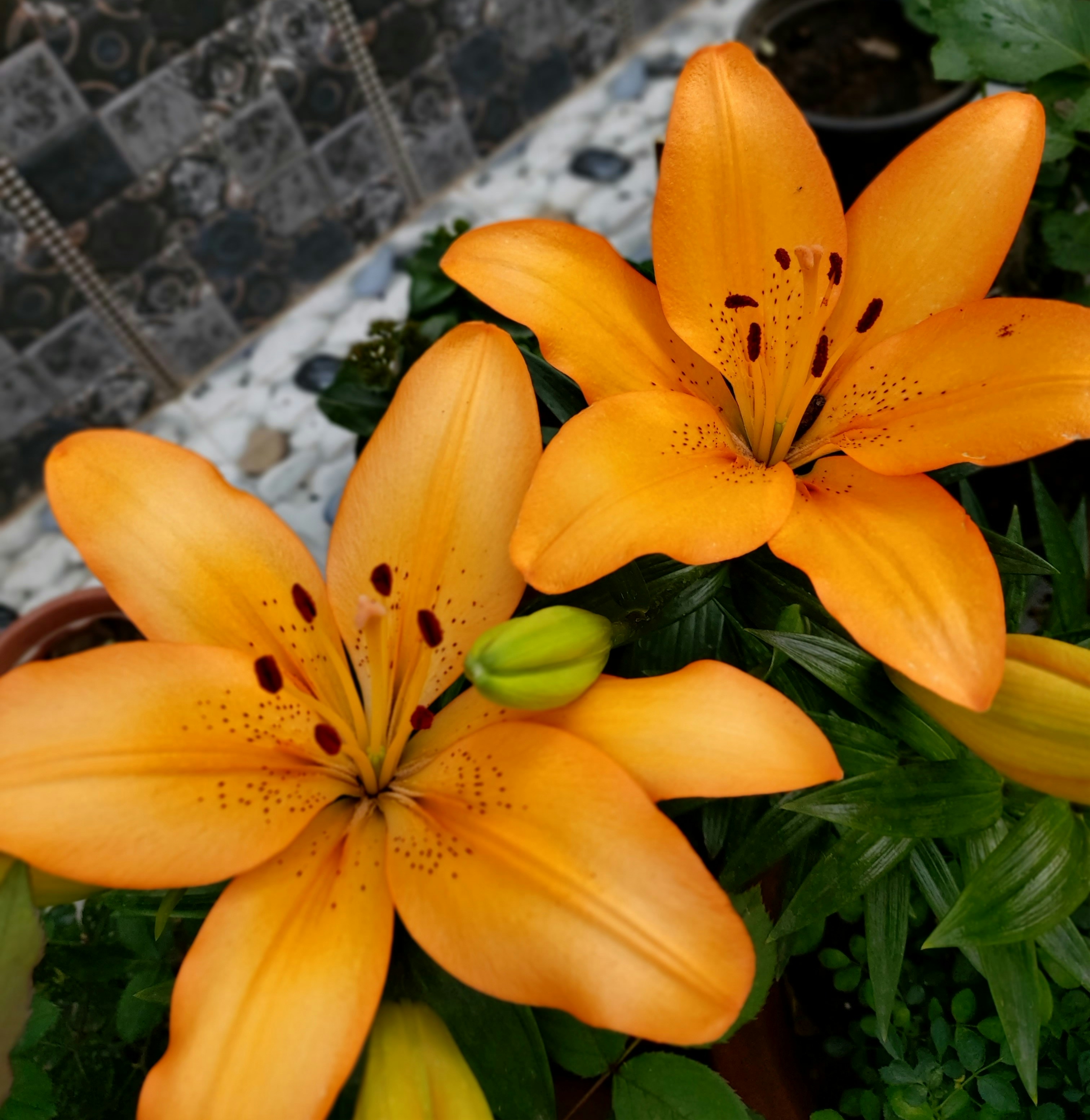 Photo by Shashank Shekhar Mishra