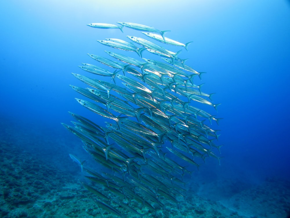 gray fish on body of water