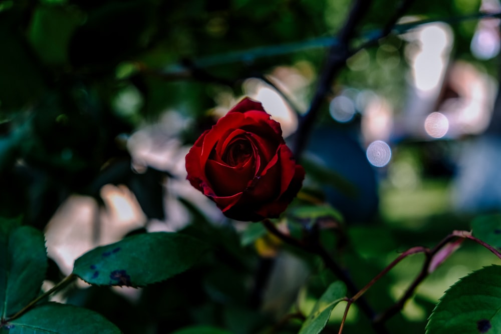 red rose in bloom during daytime