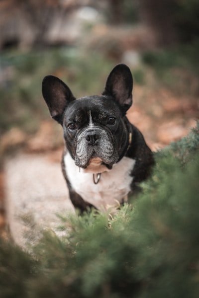 French Bulldog photo 1