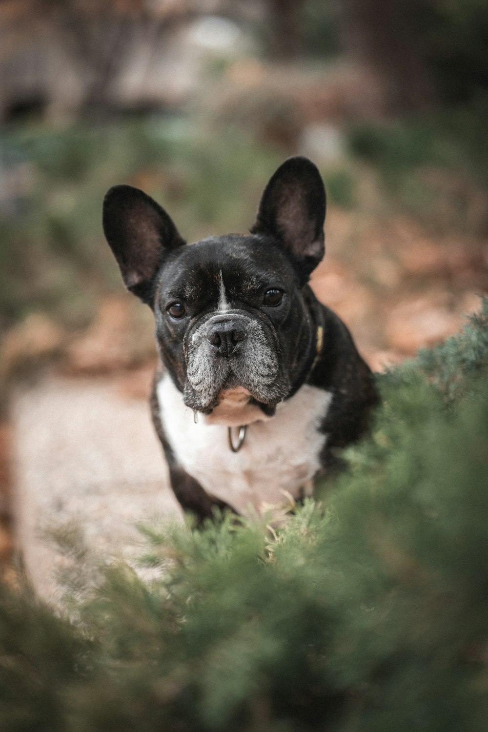 black and white short coated dog