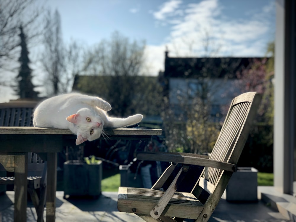 white cat on brown wooden armchair