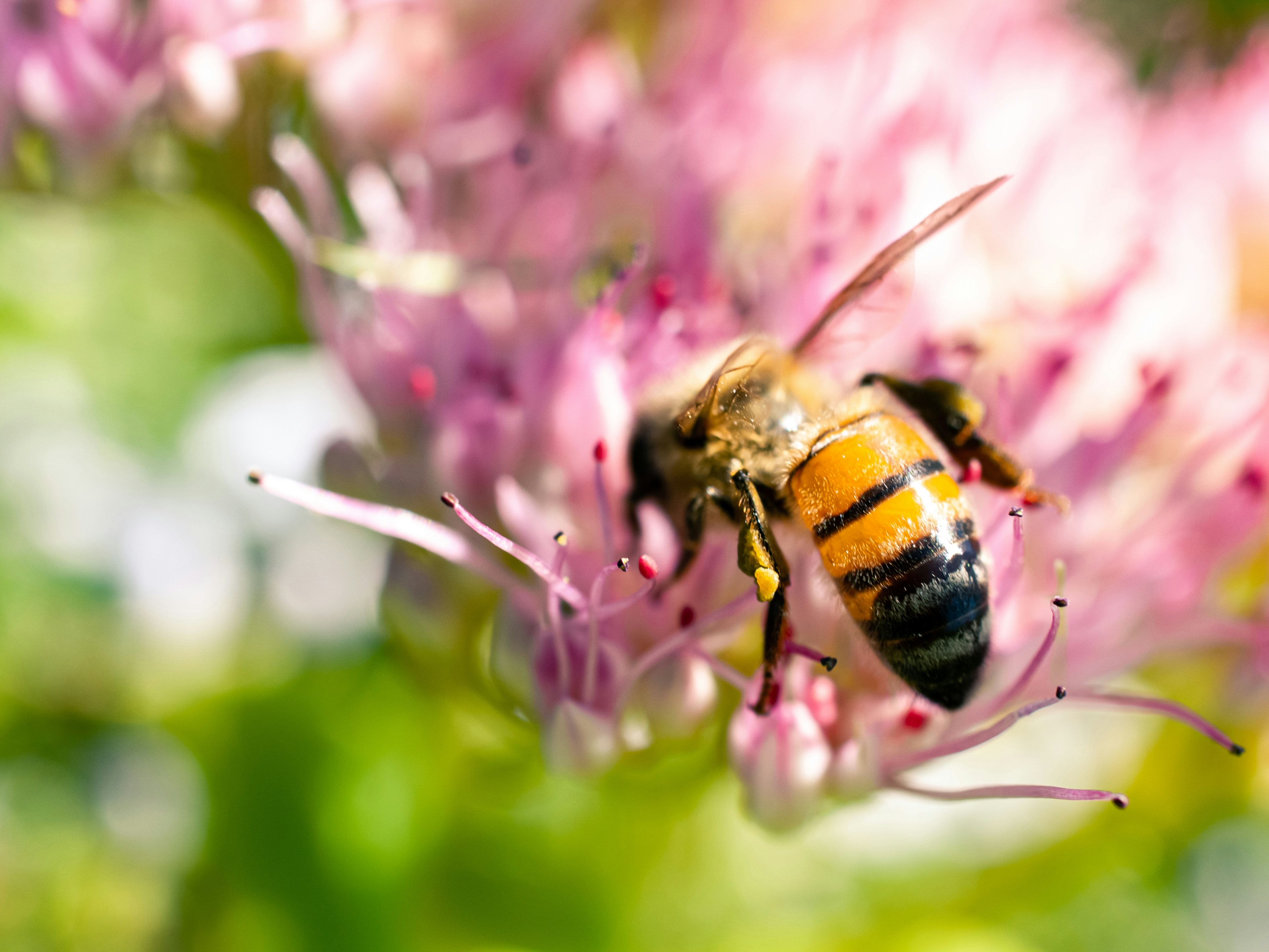 Black and yellow bee on purple flower photo Free Bee Image on Unsplash