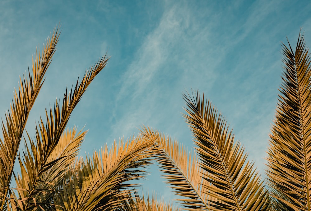 green palm tree under blue sky during daytime