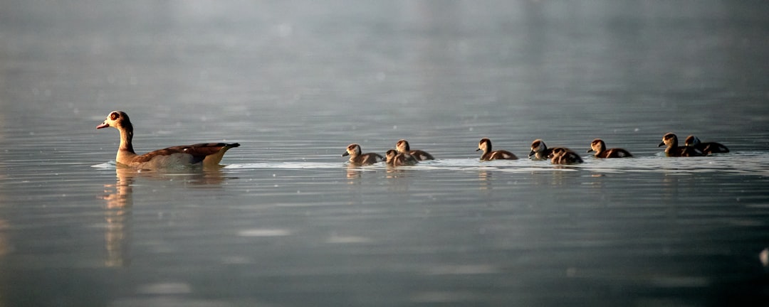 Wildlife photo spot Al Qudra Lake - Dubai - United Arab Emirates Dubai Creek