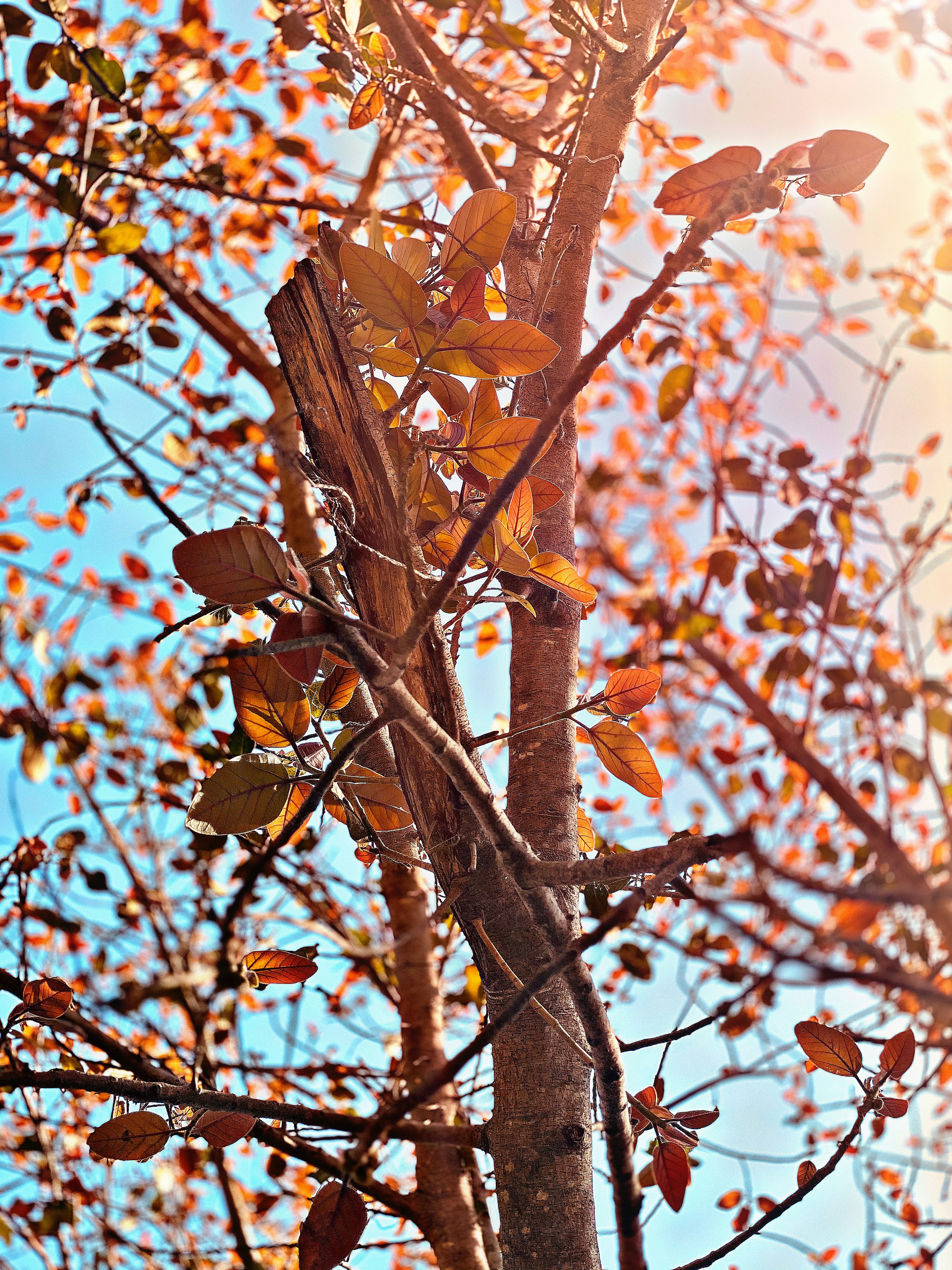 Photo by shashank630