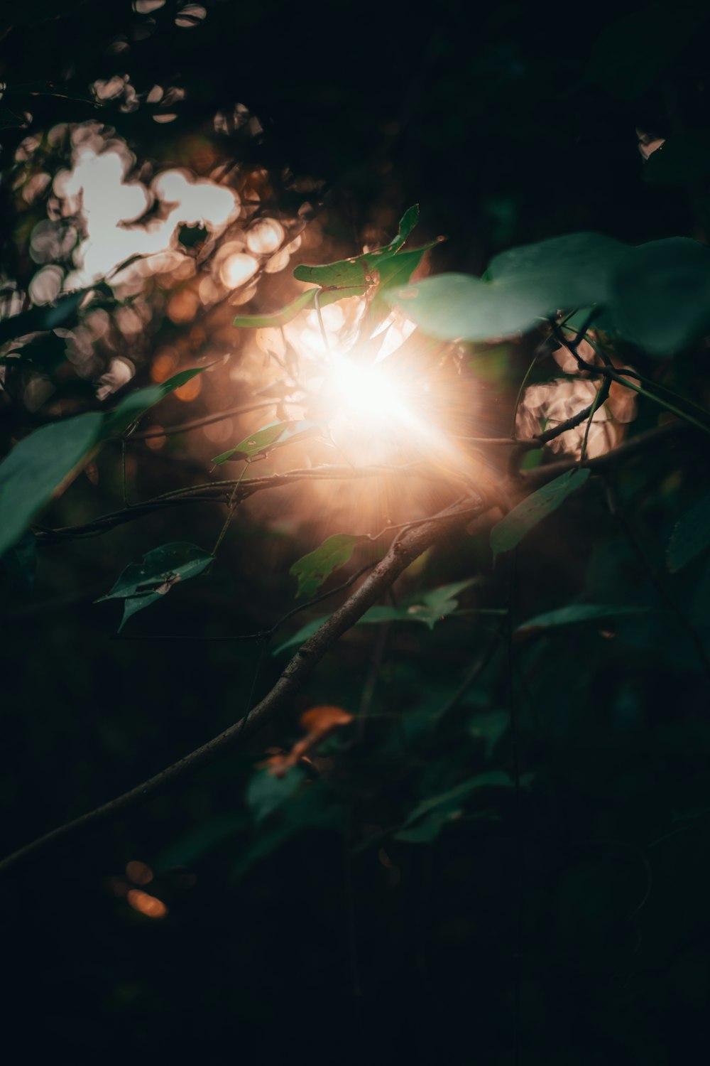 green leaves with sun rays